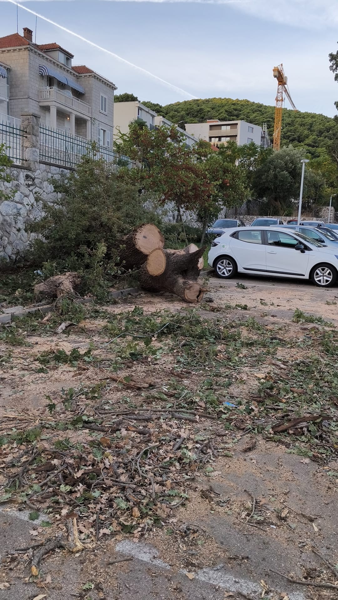 Stablo palo tijekom nevremena na parkingu u Uvali, Vrtlar uklanja ostatke